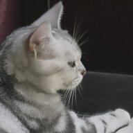 九龙阙