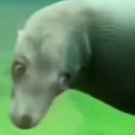 crukaros