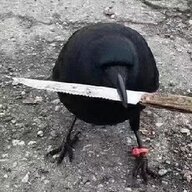 kosg