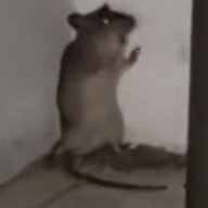 21424