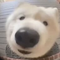 1332323