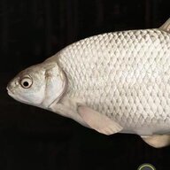 碳素生物