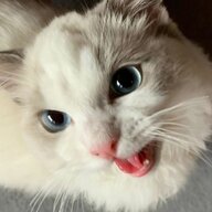 裴语涵