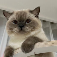小夏e