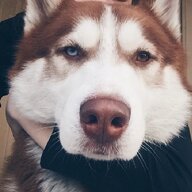 李辟尘