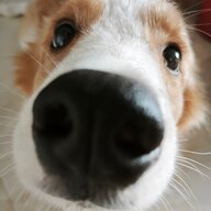 柴柴理理