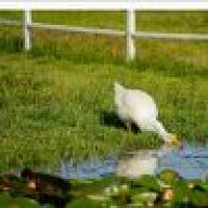 big-goose