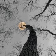 百花魁