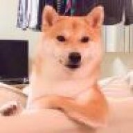 sdfdsf