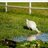 big-goose